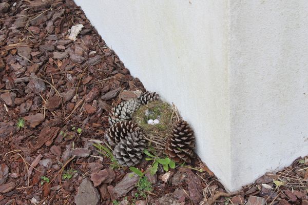 Biodiversidade no Centro